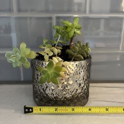 Live Succulents In Planter