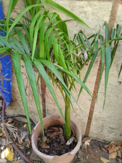 King palm