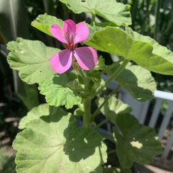 Geranium Plant