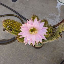 Breatiful cactus in bloom in a ceramic pot
