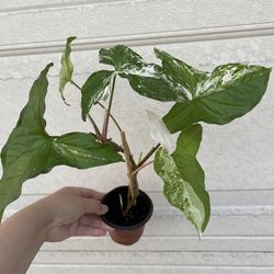 Albo Syngonium plant