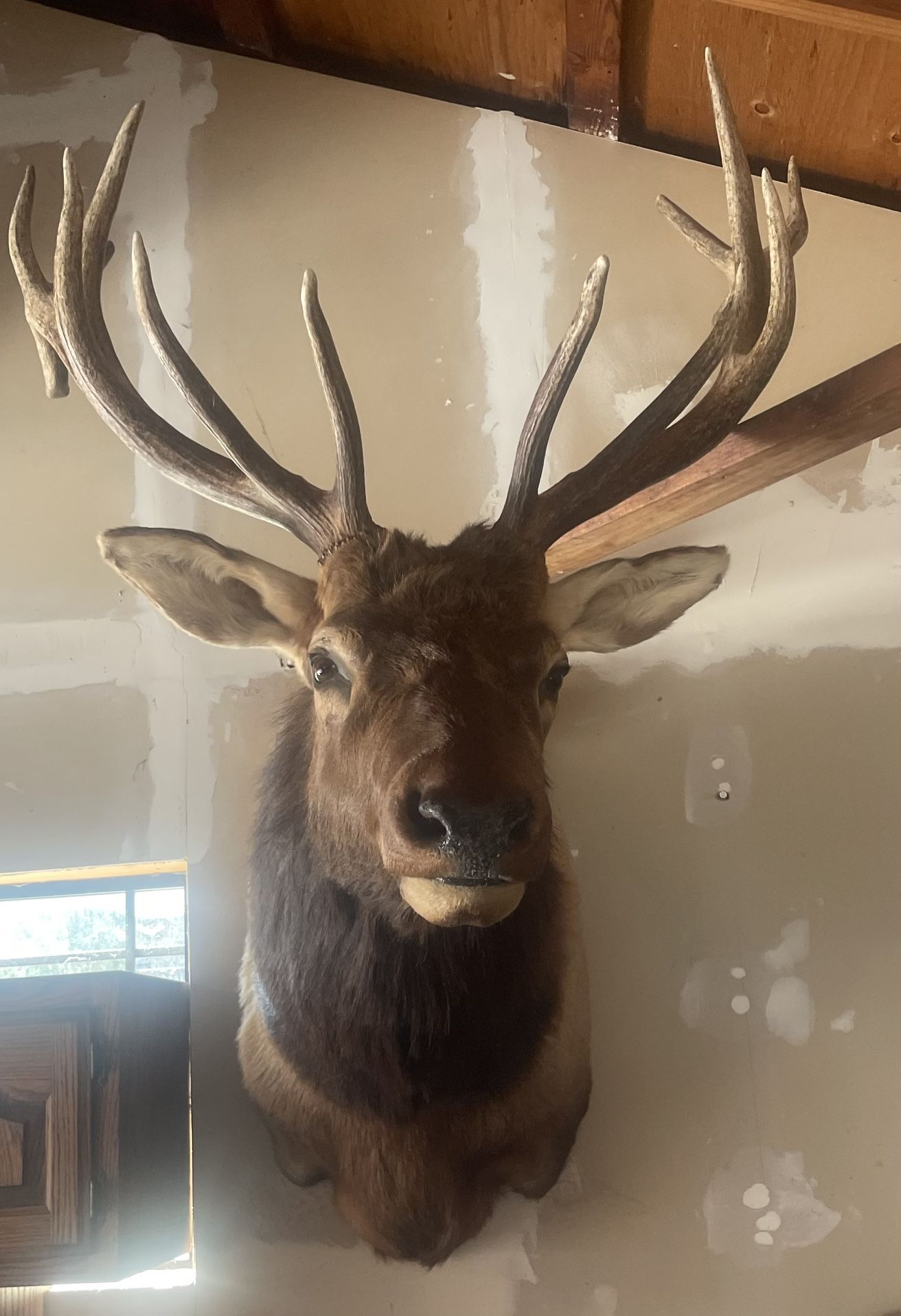 Elk Shoulder Mount