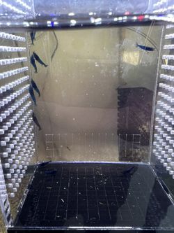 Blue Dream Neocaridina