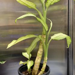 Camouflage Cane Plant