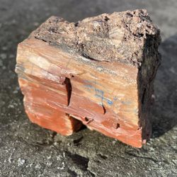 Arizona Petrified Wood
