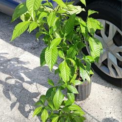 Native Wild Coffee Landscape Plant Potted Butterfly Plant