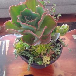 Succulent