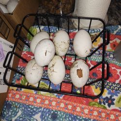 Mixed Breed Geese Hatching Eggs 