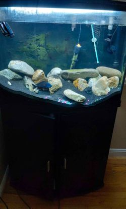 Bow front aquarium
