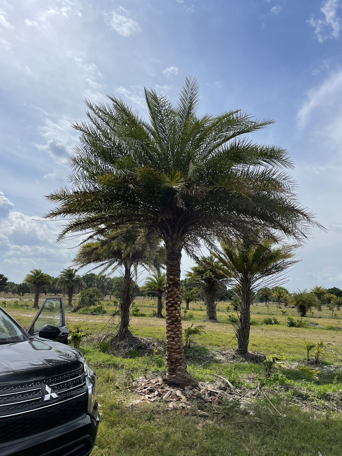 Sylvester Palm Tree With Installation
