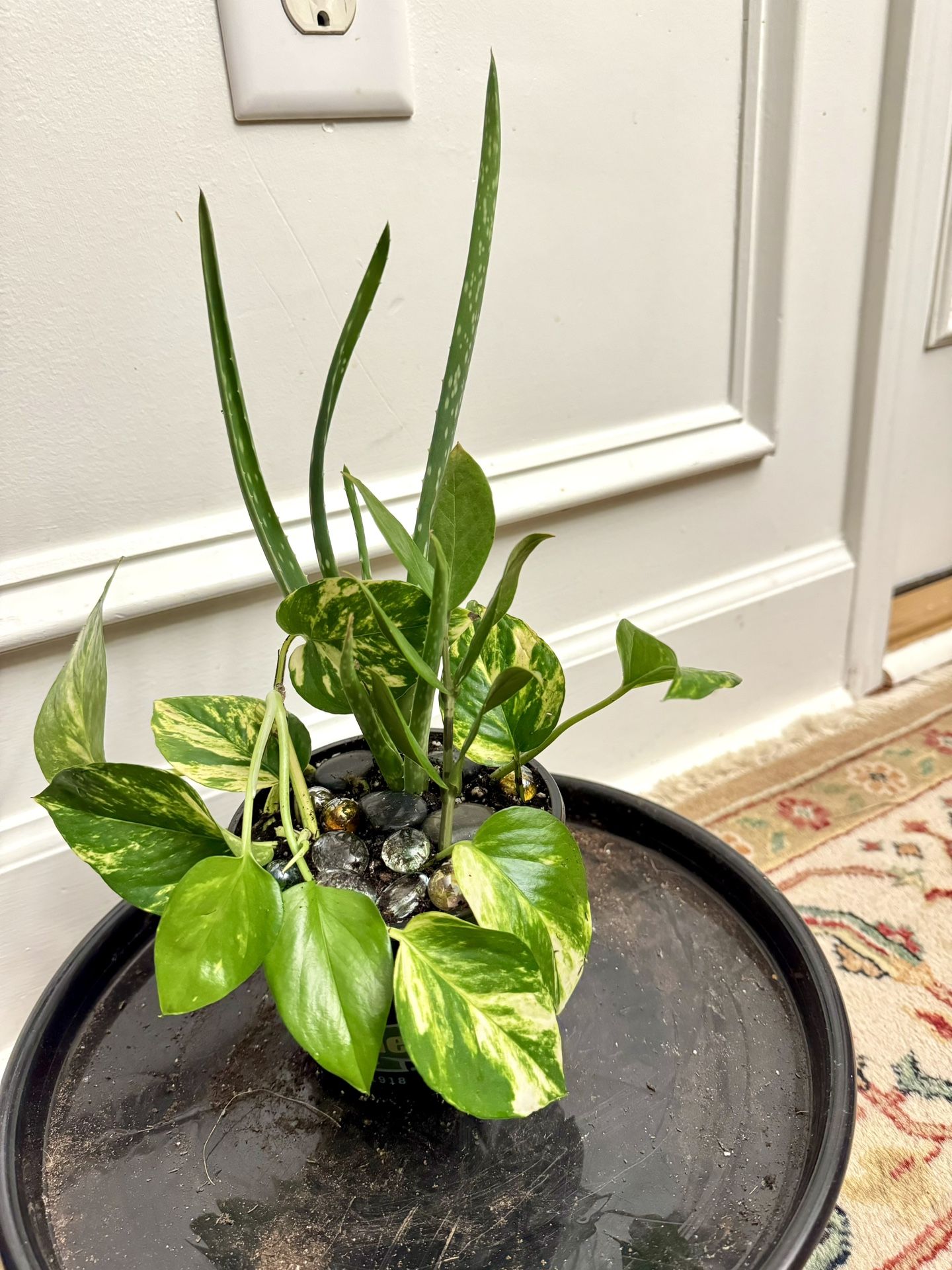 Indoor Plant For Sale