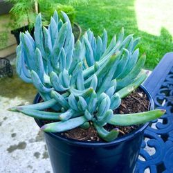 Senecio Serpens “Blue Chalksticks” Succulent Ground Cover Plants 🏠🌿