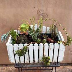 Succulent Planter