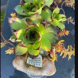 Unique Skechers Shoe Succulent Planter