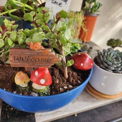 SUCCULENT AND PLANT SALE THIS SATURDAY FROM NOON TIL 3PM  SAN LORENZO 