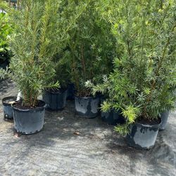 7 Gallons Overgrown Podocarpus - Healthy and Fast Growing