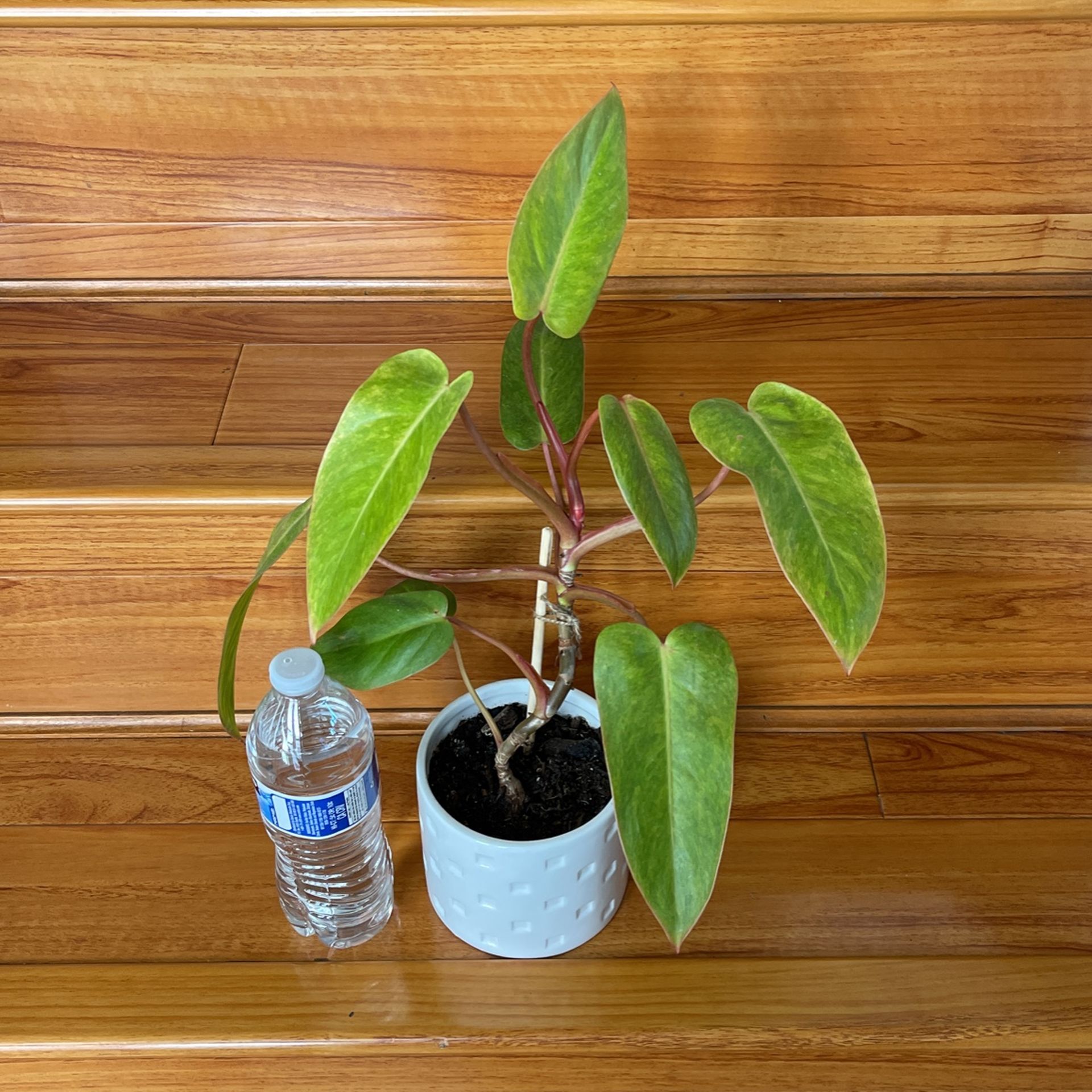 Beautiful Philodendron Painted Lady Plant With Pot