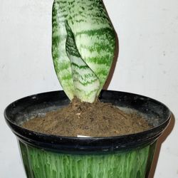 Dwarf Snake 🐍 Plant 