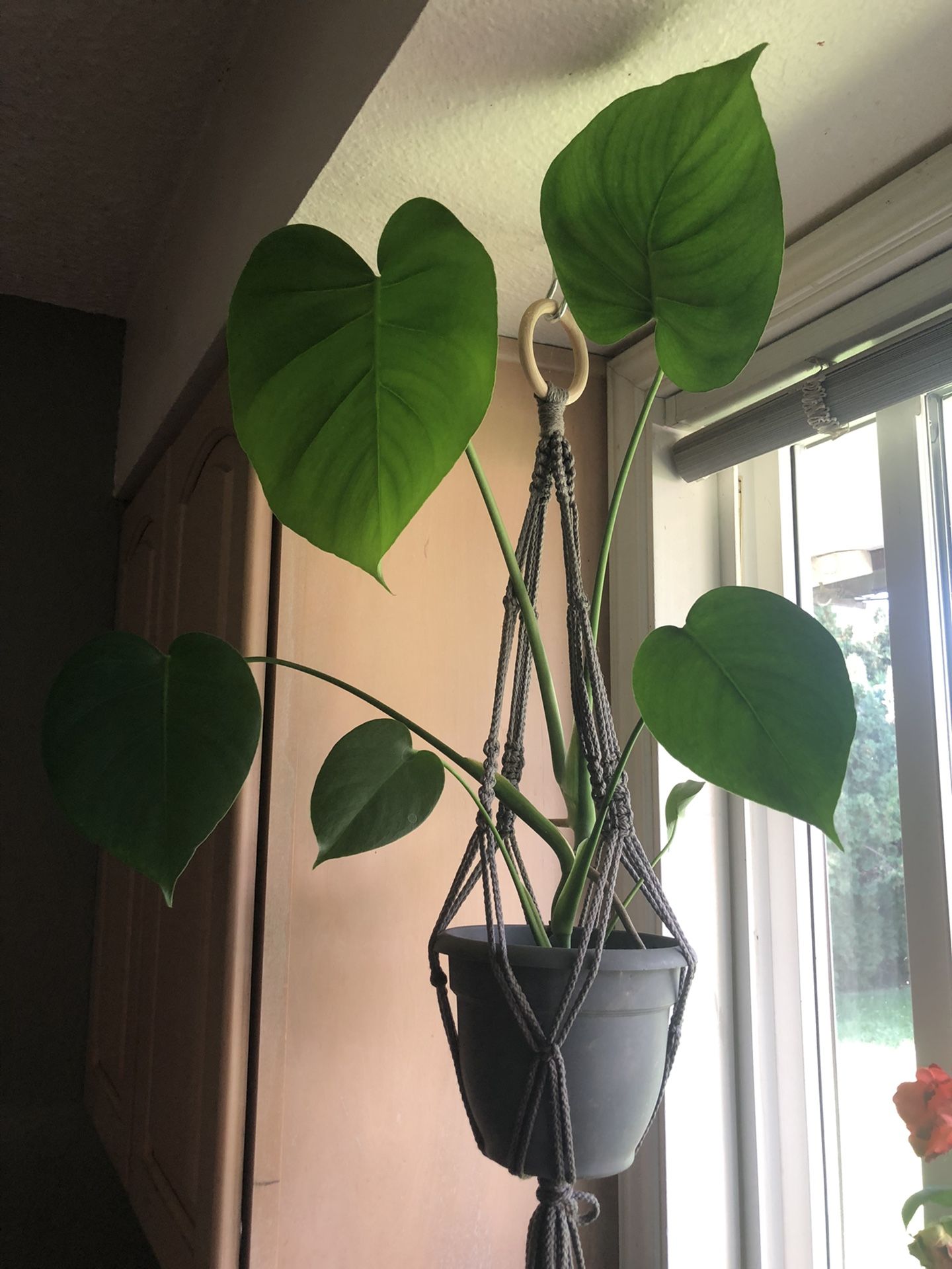 Beautiful House Plant