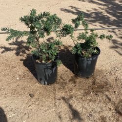 Set Of 2 Plants 