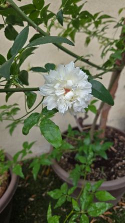 Plants and Trees for sale
