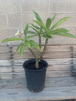 Plumeria