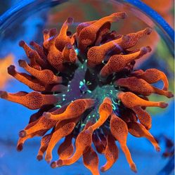 decoration Bubble Anemone 