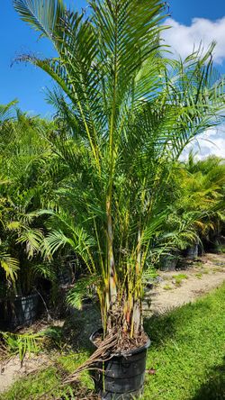 Huge And Beautiful Arecas Palms About 9 Feet Tall For Just $80 Instant Privacy Plants Green Fencing Privacy Hedges 