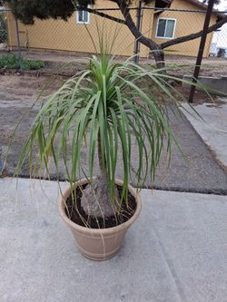 Large Ponytail Palm Beaucarnea Recurvata Tree