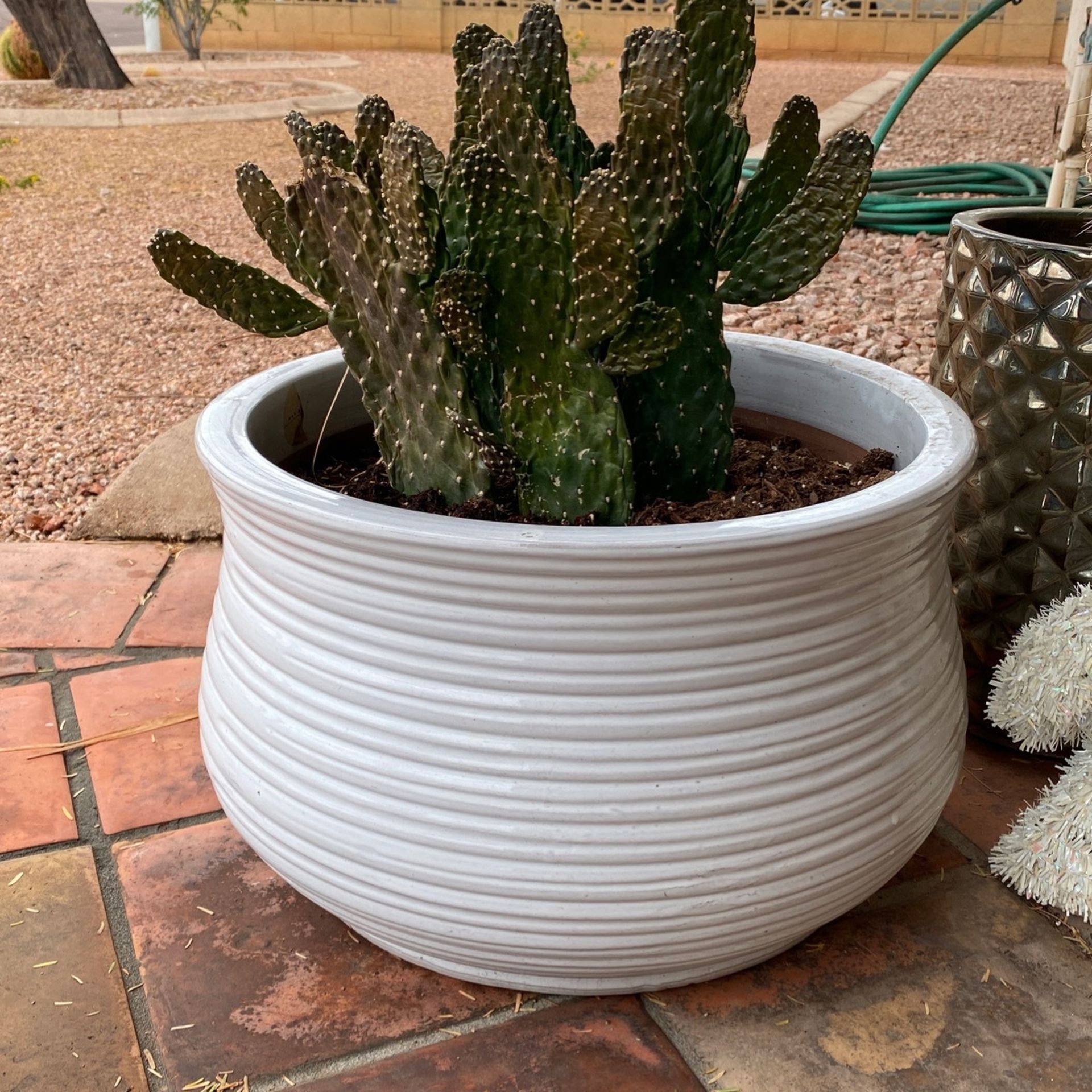 Pot + Cactus