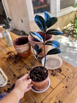 Black Raven ZZ Plant