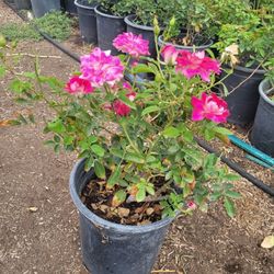 Rose Bush