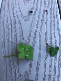 Seven Leaf Clover and 4 leaf