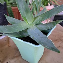 Outdoor Plant 