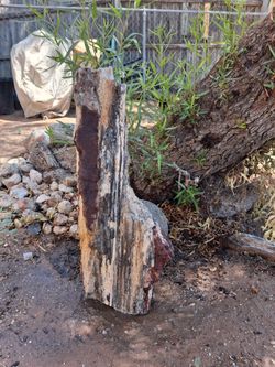 Petrified Rainbow Wood