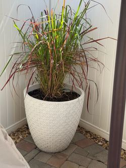 Large plant pot
