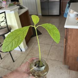 Organic Avocado Tree Started From Seed 