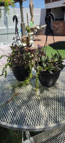 2 Set Of Plants (Strings Of Pearls)