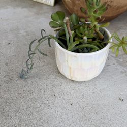 Succulents 