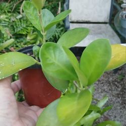 Hoya Potted Houseplant