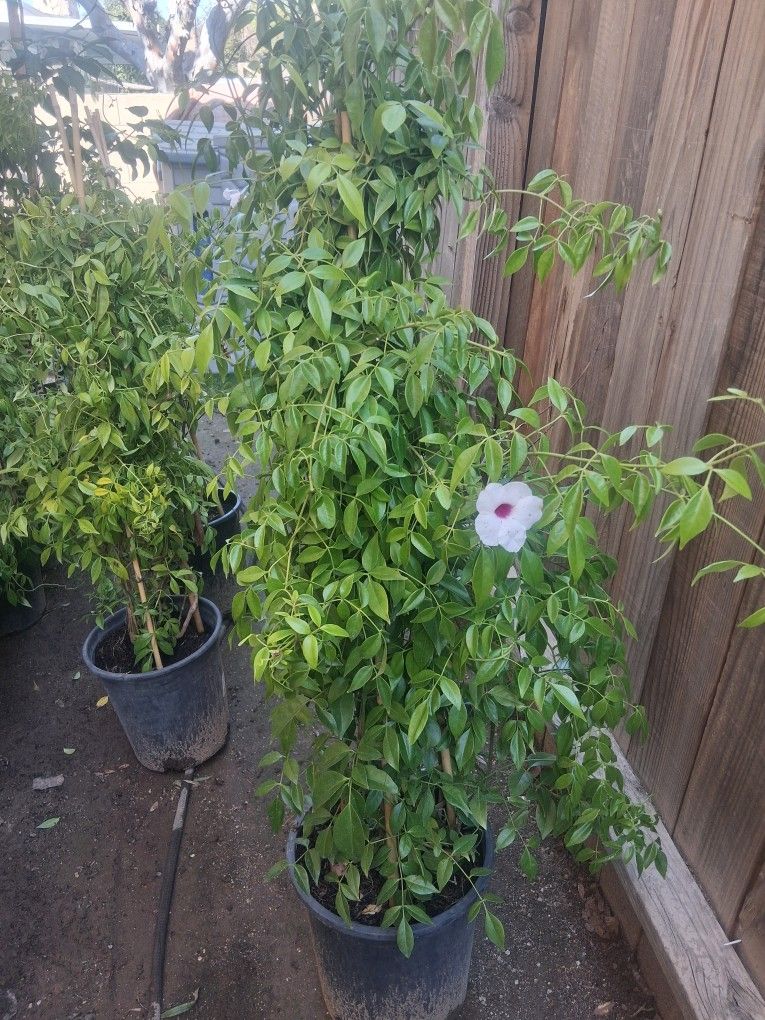 Pandorea Jasminoide Rosea Vine Type Flowered Plants! 