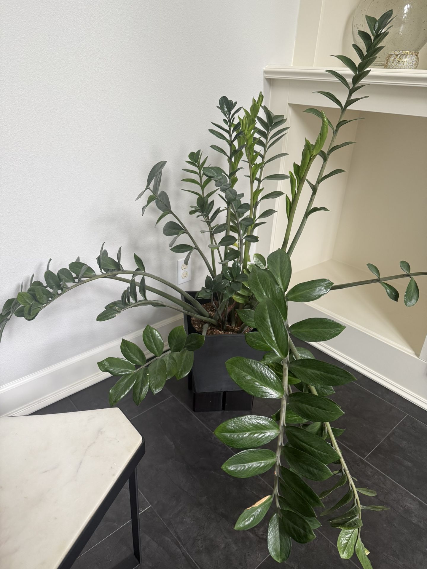 Large ZZ plant