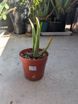 Aloe Plant 2
