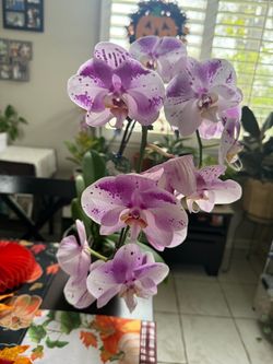 Purple and white orchid