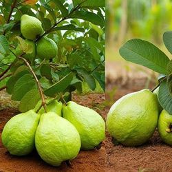 Grafted Dwarf White Pear Guava Tree😃🌿🌿🌿