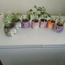Small Plants In Ceramic pot $3each