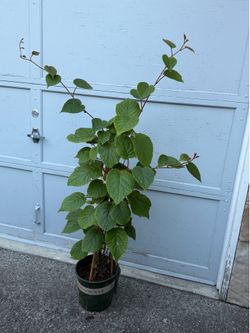 Kiwi plant