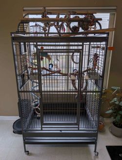 Parrot cage