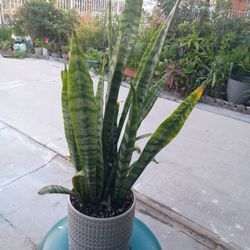 Planta Natural Para Un Detalle En Base De Cerámica 