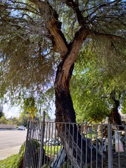 Mesquite Fire Wood Tree Firewood BBQ